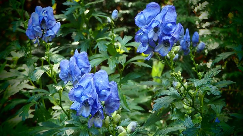 トリカブトの花